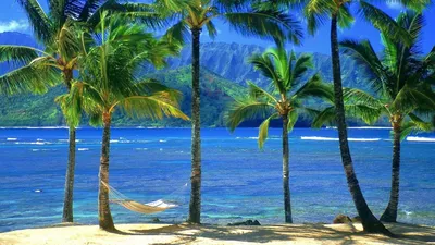 Фото Природа Пальмы Остров Тропики стул