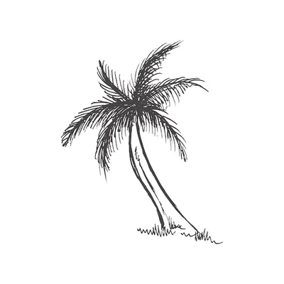 Пальмы рисунок картинки