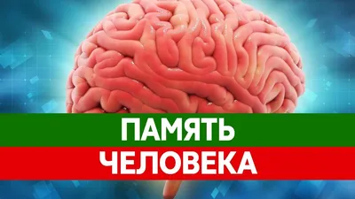 Как улучшить память взрослому человеку