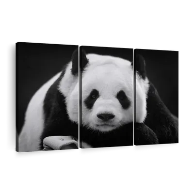 Baby Panda Sweetness Digital Art by Wes and Dotty Weber - Fine Art America