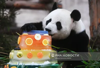 Panda С Днем Рождения Подарочные Коробки И Зонд — стоковая векторная  графика и другие изображения на тему Белый фон - Белый фон, Векторная  графика, День рождения - iStock