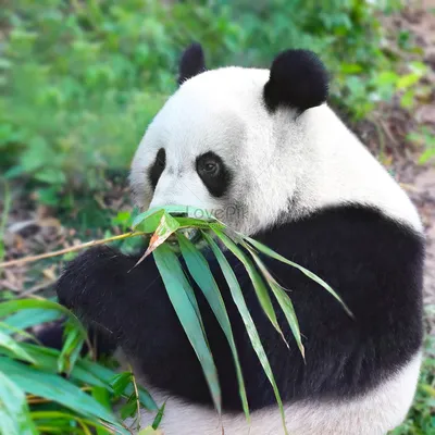Злая панда - 77 фото