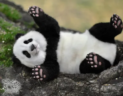 Спит ли панда? - Телеканал «О!»