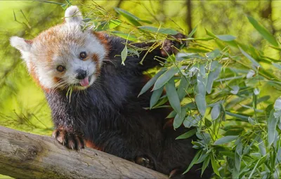 Обои панда, красная панда, nature, малая панда, panda, beast картинки на  рабочий стол, раздел животные - скачать