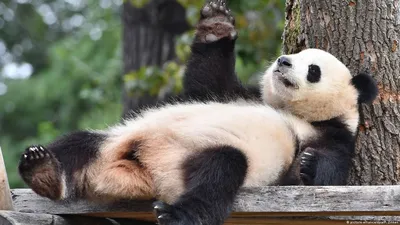 Ученые выяснили, зачем пандам контрастная окраска - РИА Новости, 