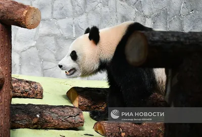 Приставучие панды не отпускают смотрителя (новости) - YouTube