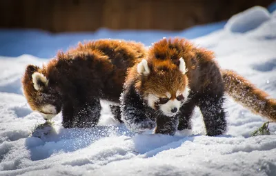 Обои снег, пара, панды, Красная панда, Малая панда картинки на рабочий  стол, раздел животные - скачать