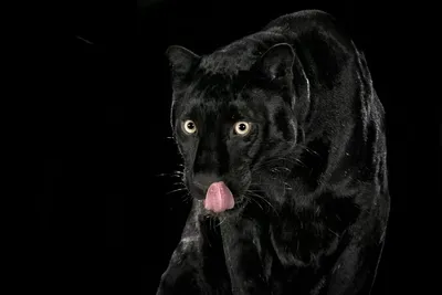 Черная пантера с бирюзовыми глазами - 74 фото
