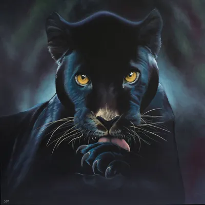 Чёрная пантера стоковое фото. изображение насчитывающей опасно - 157995384