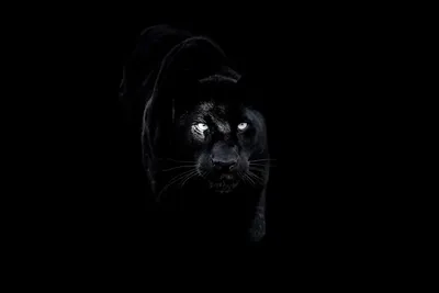 Картинки Хамелеоны Panther Chameleon отражении животное на черном
