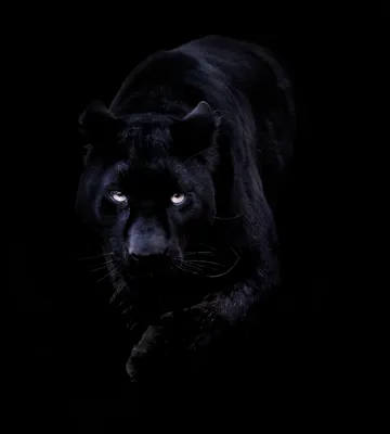 Чёрная пантера — Википедия