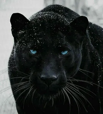 Пантера с голубыми глазами - красивые фото