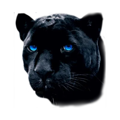 Пантера с голубыми глазами - 80 фото