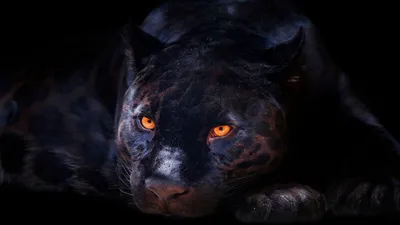 Обои пантера, детеныш, кошки, котята, черная кошка, мех, голубые глаза,  природа, Panther, Cub, Cats, Kittens, black cat, fur, blue eyes, nature,  Животные #1025