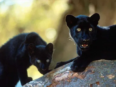 Животные в иркутских зоопарках: история черной пантеры Шанель из Иркутской  зоогалереи -  - 