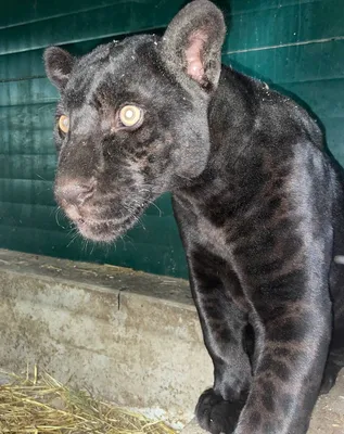 Животные в иркутских зоопарках: история черной пантеры Шанель из Иркутской  зоогалереи -  - 