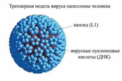 Что такое вирус папилломы человека? Подробная информация