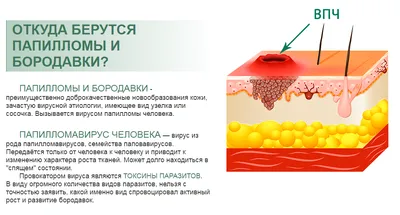 Анализ крови на ВПЧ (вирус папилломы человека) у детей по цене от 3250 руб.  в Москве — ОН КЛИНИК Бейби