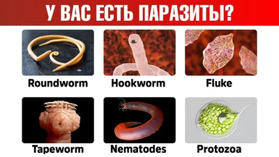 9 признаков паразитов в организме. Средства от глистов👌 - YouTube