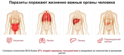 Воздействие глистов на организм человека