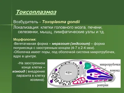 Услуги медицинского центра "ЗДОРОВЬЕ" г. Владивосток