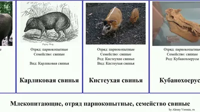 Жвачные парнокопытные. | Animals