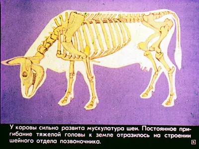 Парнокопытные киты | Зачем киту копыта? | Пикабу