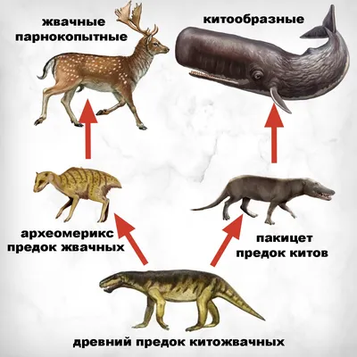 Биология ЕГЭ Вебиум - ПАРНОКОПЫТНЫЕ и НЕПАРНОКОПЫТНЫЕ🐮 Сложная тема,  которую многие стараются обойти стороной. Пора разобраться и запомнить😉  📌ПО КАКИМ ПРИЗНАКАМ ПРОИСХОДИТ РАЗДЕЛЕНИЕ? ➖КОЛИЧЕСТВО ПАЛЬЦЕВ: для  разного отряда характерно разное ...