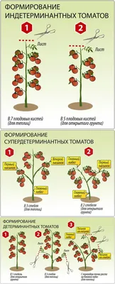 Пасынкование томатов - Мои Томаты