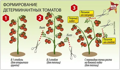 Пасынкование томатов – как правильно провести важную процедуру - «ФАКТЫ»