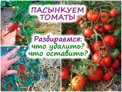 Как правильно пасынковать помидоры в открытом грунте: советы и примеры |  Все про сад и дачу | Дзен