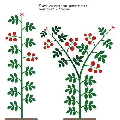 Как пасынковать помидоры - советы, видео | Новости РБК Украина