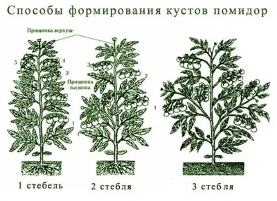 Пасынкование томатов | 