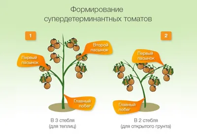 Формировка тепличных томатов – как пасынковать помидоры, когда проводить  чеканку, а главное, зачем?