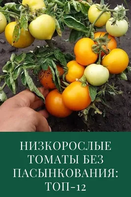 Низкорослые томаты без пасынкования | Выращивание томатов, Выращивание  помидоров, Овощные грядки