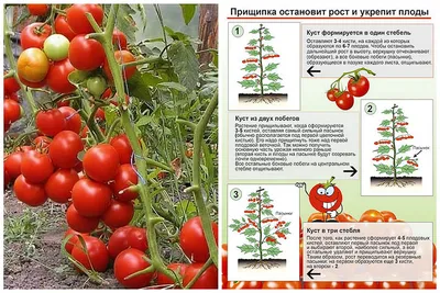 Садовод поделился правилами пасынкования томатов