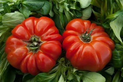 Пасынкование высокорослых помидор ПОШАГОВО для начинающих | Как обрезать  пасынки у томатов в теплице - YouTube