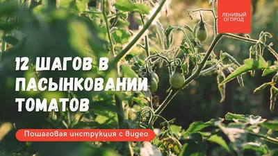 Что такое детерминантные и индетерминантные сорта помидоров: когда сажать  помидоры на рассаду, лучшие и урожайные сорта томатов -  -  