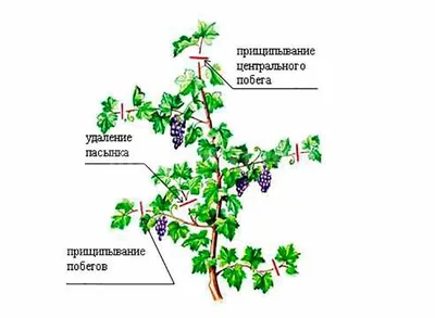 Правильное пасынкование и обрезка винограда