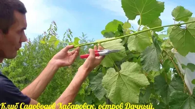 Весенний уход за виноградом: подвязывание лозы, пасынкование, подкормка по  листу