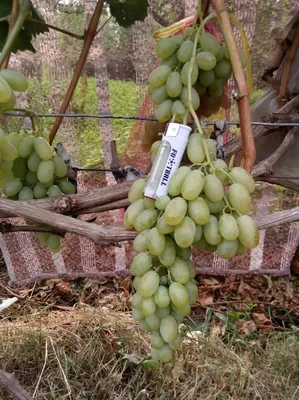 Блог про виноград Киушкина Николая: Уход за виноградом и его вегетация в  конце июля