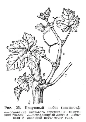 Пасынкование винограда: 3 основных способа (с видео) | В саду (Огород.ru)