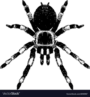рисунок Ручная роспись Хэллоуин паук черно белый линии для коммерческого  использования PNG , рисунок паука, Хэллоуин рисунок, рисунок крыла PNG  картинки и пнг PSD рисунок для бесплатной загрузки