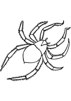 Паук висит на паутинке — раскраска для детей. Распечатать бесплатно.