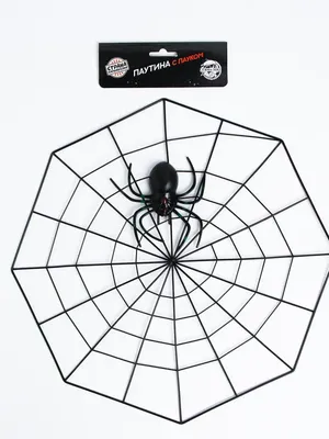 Интересные факты о пауках — Музей фактов