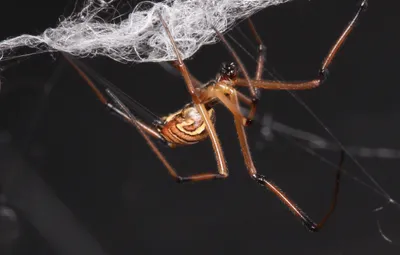 Паутина с пауком картинки