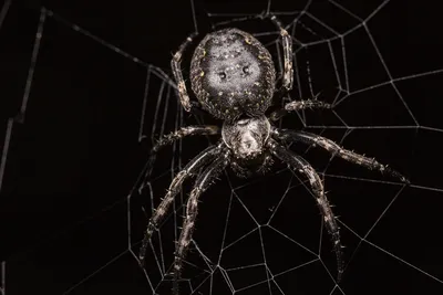 Паутина и паук, капли росы сверкают…» — создано в Шедевруме