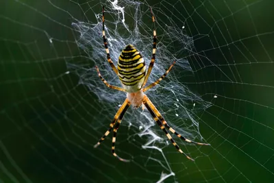 Бесплатное изображение: паутина, паук, Ловушка, с подсветкой, паутина,  Животные, паутина, опасность, веб, насекомое