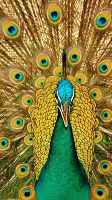 картинки : Павлин, птица, животное, common peafowl, Голубой павлин, Глаз,  глаза, Красочный, puff up, exaggerate, перо, Galliformes, Phasianidae,  крыло, организм, хвост, Модный аксессуар, Дикая природа, клюв, Природный  материал 4842x2898 - Willi ...