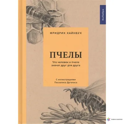 Осовидная пчела Sphecodes albilabris чёрного цвета с красным брюшком -  Михаил Соколов